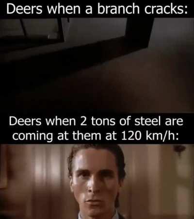 Moral of the story, deer are very stupid