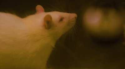 Researchers taught rats to self-administer cannabis vapor, allowing a more relevant model for cannabis research.