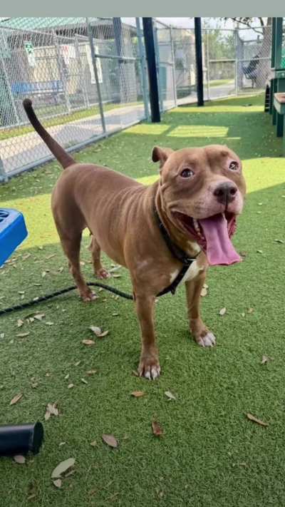 RUNNING OUT OF TIME. Please HELP Dina. She only has until TUESDAY 10/28 to get ADOPTED directly from the shelter or RESCUED (then she needs a FOSTER and PLEDGES). EUTHANASIA LIST at Orange County Animal Services in ORLANDO, FL. Please dm  me if you can fo