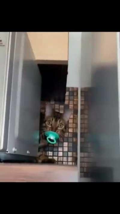 CATch my pacifier if you can...