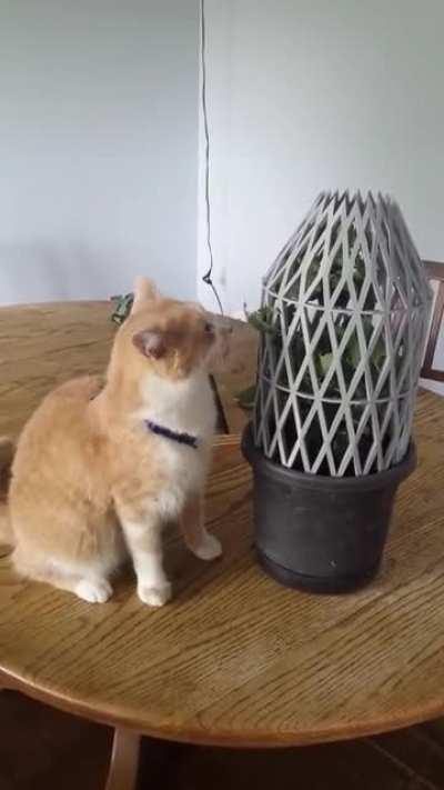 A protective plant cage to keep the cat from savaging his catnip plant