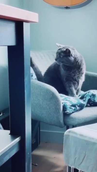 Sometimes tail is Snek