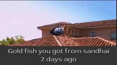 Sandhail vangiya meen kutty