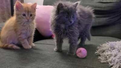 Two kittens I picked up from the highway don't quite understand toys. The TV had them on edge.