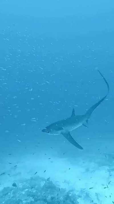 Thresher clip no.1. Check out @lonubreak on Instagram. Such a gorgeous shark