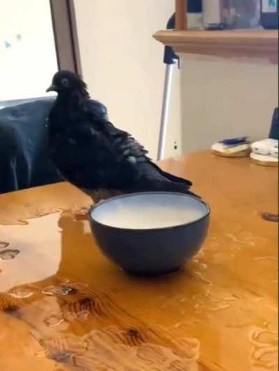 You cannot grasp birb with your mind