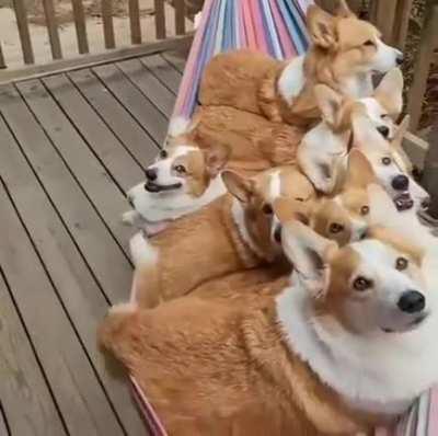 Buddies just sharing a hammock
