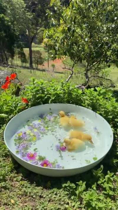 Ducks playing in bath