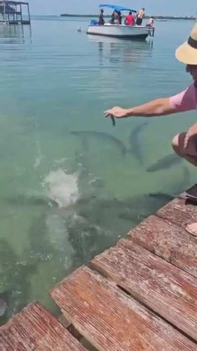 Fuck around and get fished out