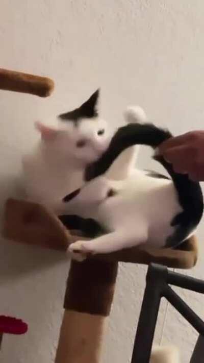 My friend's cat being a complete derp