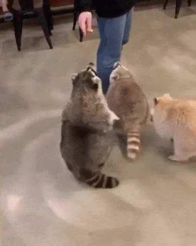 Spin n flop. My own move when I get home.