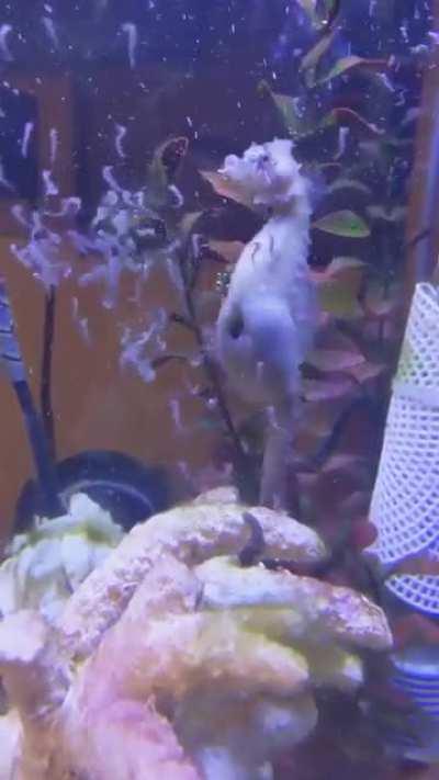 Sea Horses can be metal too