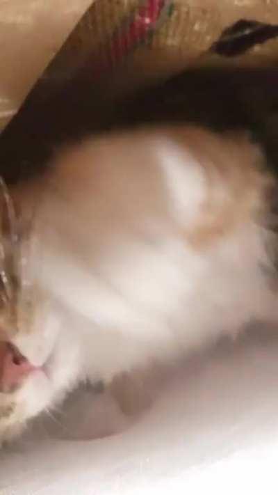 Sooo kitty has her own compartment inside the couch