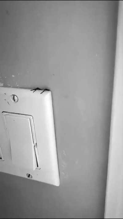 spider stuck behind light switch