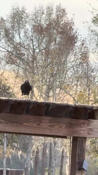 You know it’s cold in Florida when you can see the crow’s breath!