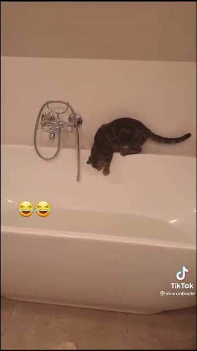 Cat regrets its choice instantly