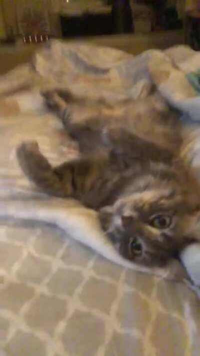 When she was younger and liked to cuddle more, Kokomo would lay on her back between my knees and flash me those Disney eyes while kneading the air. Too cute!