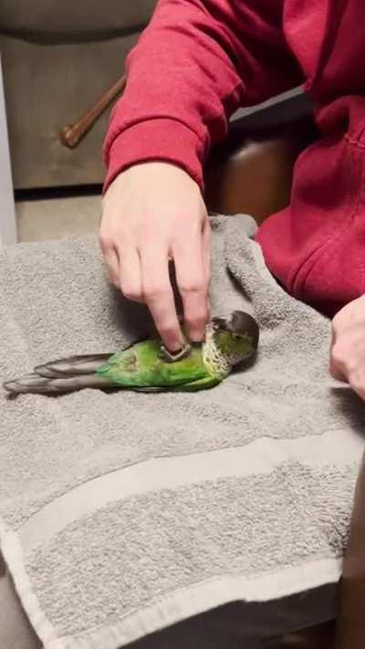 I have a strange birb…..this is a new one.