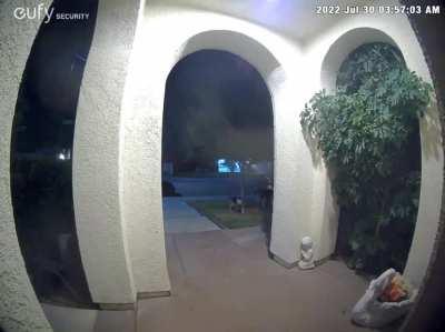 3 Sherman shepherds killed my cat