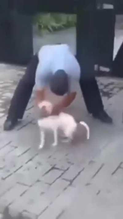 Dogs just want to play and eat.