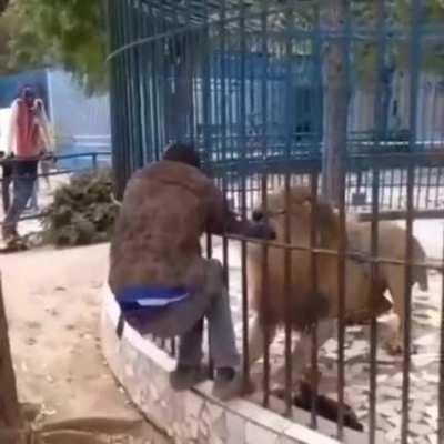 Never come close to a lion