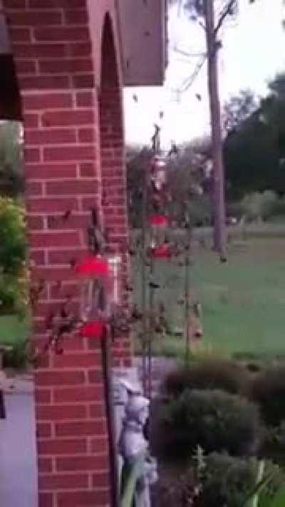 I don't know why but this flock of hummingbirds makes me uncomfortable.