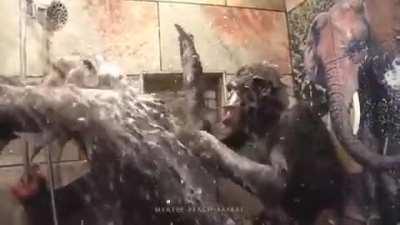 Two Chimps Sharing a Shower Together