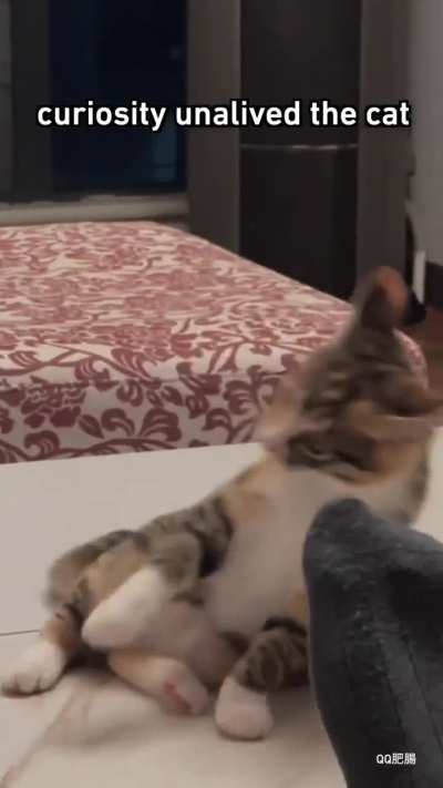 8 lives left. [Socks 1-0 Cat]