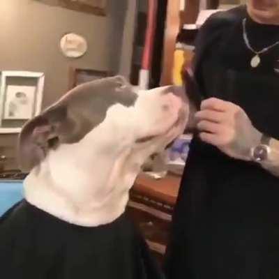 Reddit , I introduce y'all to the most gentle doggos in th whole word. Meet pitbulls 🤣🐶