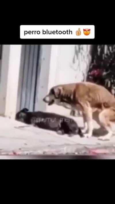 Perro Bluetooth 😈🔥