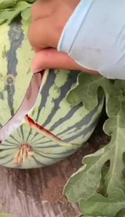 Was that a watermelon