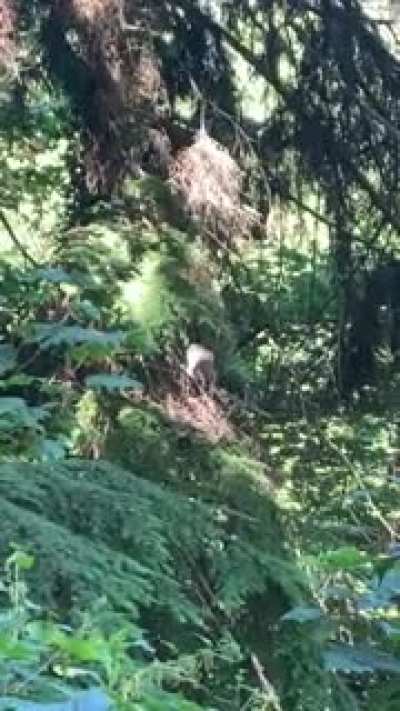 Wild Joe Dart Spotting