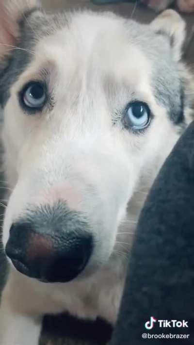 dog’s response to quarantine ending