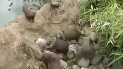 Otters and a butterfly..