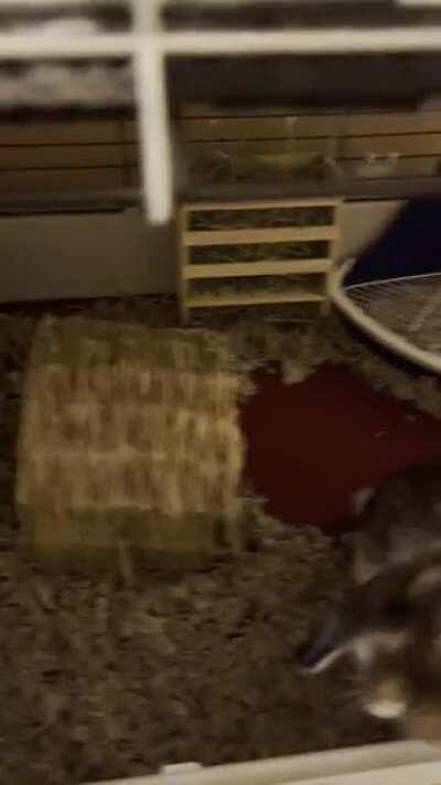 Its always funny to see how excited he gets for his pellets.