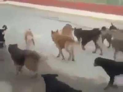 Lider Devlet Bahceli