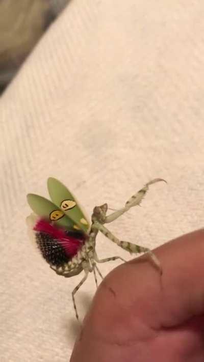 i lifted my thumb a bit too fast and this tiny gal got BIG angry