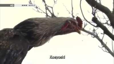 Gato com bateria baixa fodase?