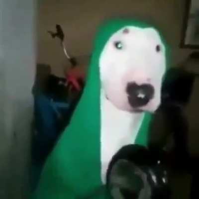 curseddoggo.mp4