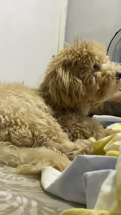 always wants to be with me😂💙