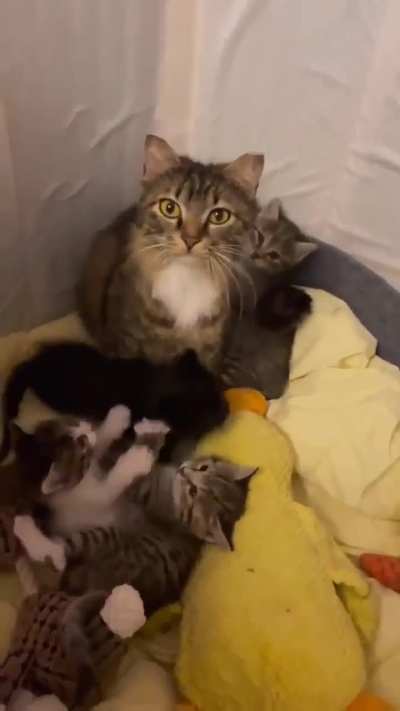 PoOr KiTtY ReSiGnEd To HiS fAtE, aS hE iS mUgGeD bY a GaNg Of YoUnG tHuGs!!!