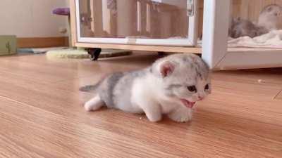 little kitten starts walking