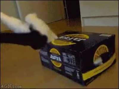 No box is too small for cat..