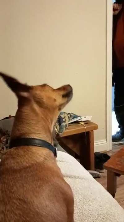 Crumpet being a daft bugger