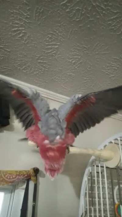 Hairdrier fun after bath!!