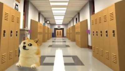 Le doge learns mathematics