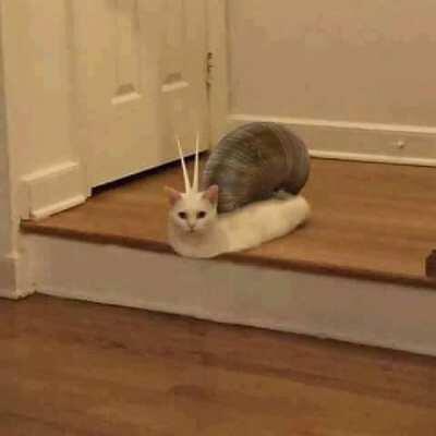 Snail cat