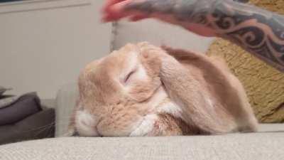 He loves to be loved ❤️