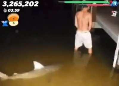 Piss shark