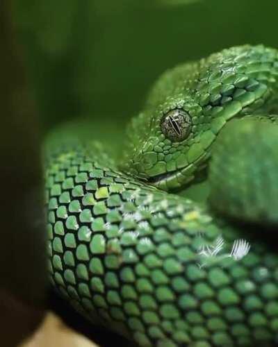 A snake drinking water off of its own body